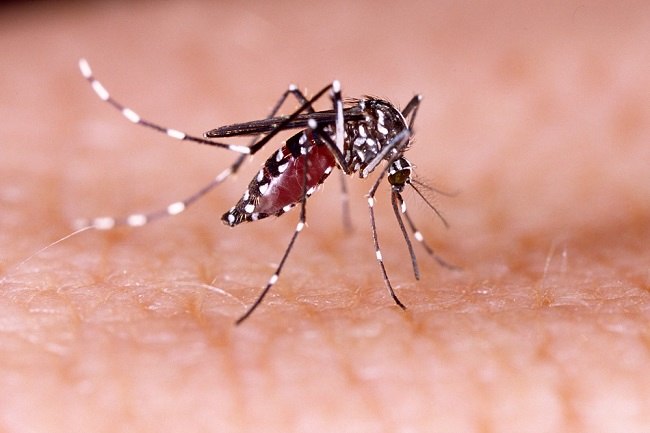 Ketahui Nyamuk Yang Berbahaya Untuk Kesehatan
