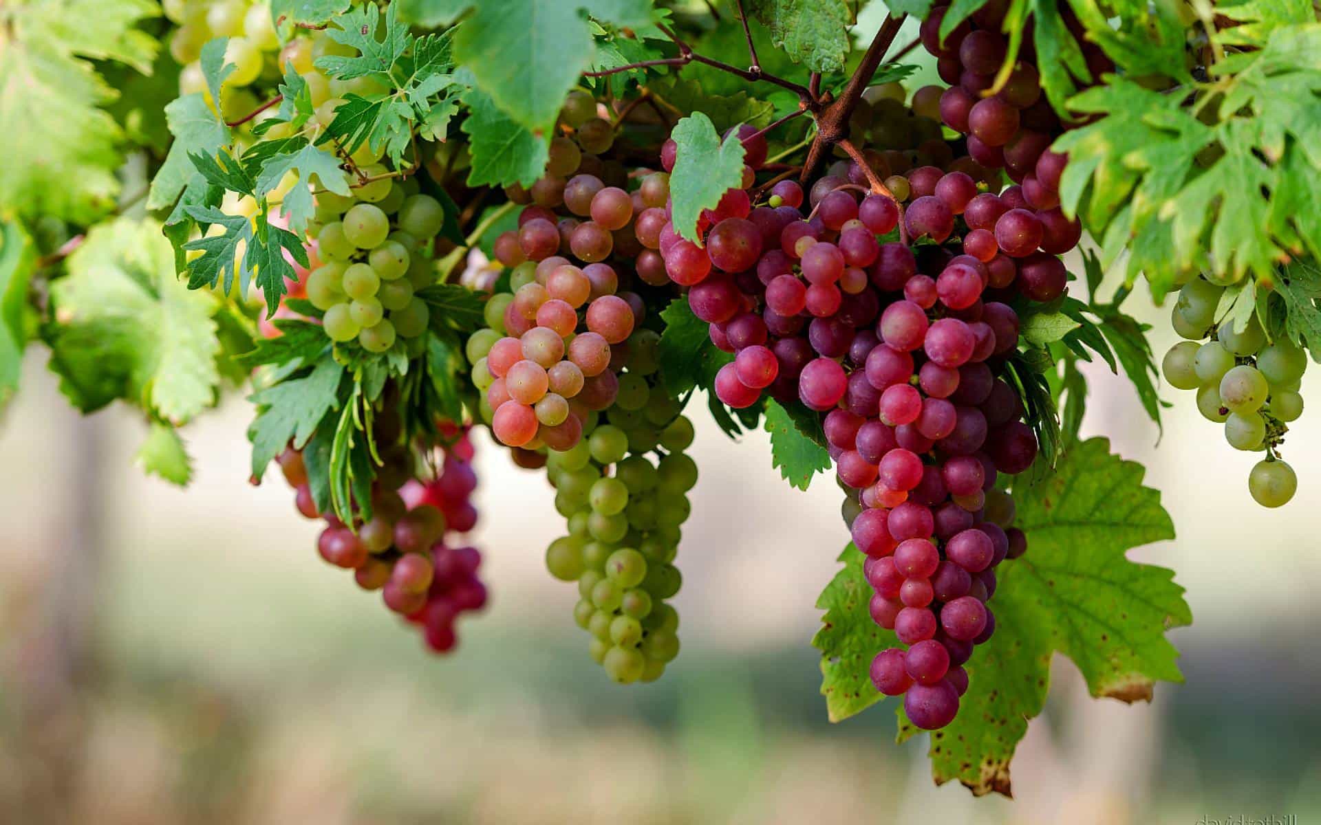 Anggur – Buah Kecil Dengan Sejuta Manfaat